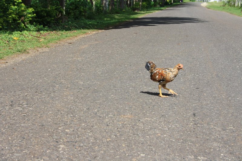 Chicken road casino in Spain