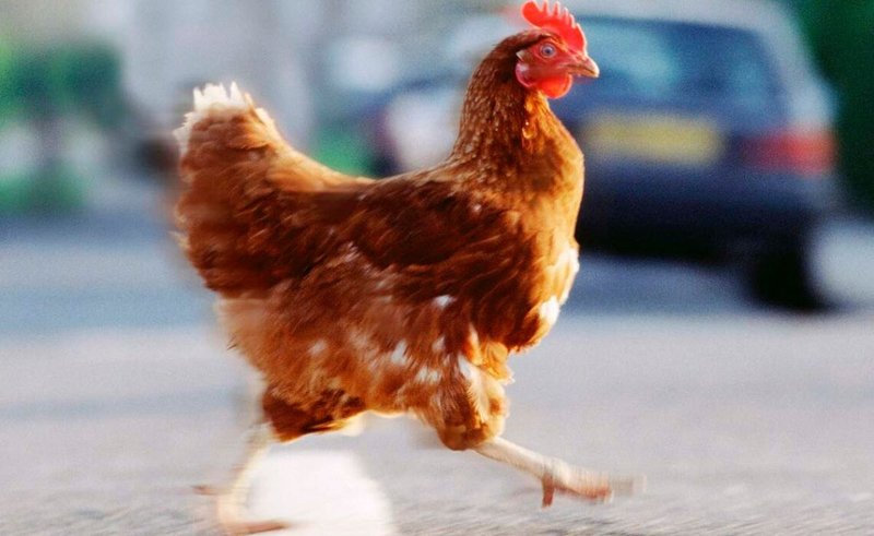 Descubre el secreto detrás del juego de azar de la Carretera del Pollo en, chicken road casino