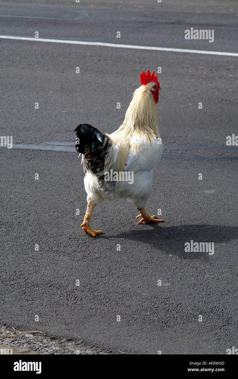Best chicken road españa in Spain