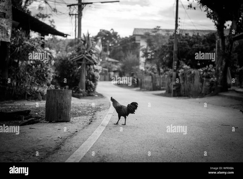 Image: Découvrez Chicken Road, le Nouveau Jeu de Casino en Ligne à la Mode